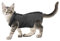cobee Professioneller Genesungsanzug für Katzen bei Bauchwunden oder Hautkrankheiten, Kätzchen, Chirurgie, Genesungsanzug, E-Halsband-Alternative für Katzen und Hunde, nach Operationen (Größe L, Grau)