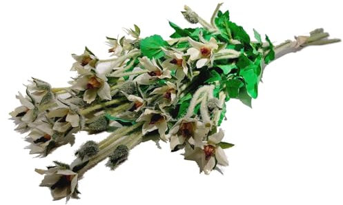Decpero Christrosenzweig mit Blüten + Knospen I Weiss I 60 cm I 6 Stück I Wildchristrose