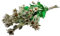 Decpero Christrosenzweig mit Blüten + Knospen I Weiss I 60 cm I 6 Stück I Wildchristrose
