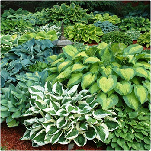 Hosta Bare Roots Mixed Varieties x 3 Plantain Lilies Perennial Plants by Growtanical®