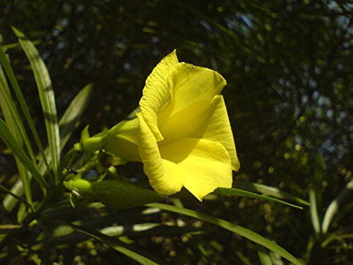 Seeds Oleander, Yellow agramsero Evergreen Shrub The Fragrant Flower, 5 Seeds! Grill