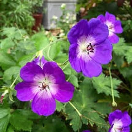 Nuovi semi freschi di 100 pezzi di fiori di geranio Rozanne