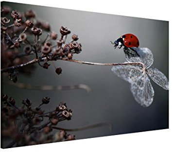 Magnettafel Pinnwand für Magnete Tiere Magnetboard - Magnetwand Made in Germany - Kunstkopie Modern Notiztafel rot Küche Flur Büro Visionboard WBMT_1411 (90x60cm)