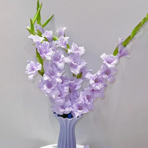 8 pezzi bulbi gladioli resistenti perenni - bulbi in primavera, giardino resistenti all'esterno perenni