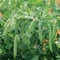 Suttons Pea Seeds Kelvedon Wonder Vegetable Seeds, Approx. 330 Seeds per Pack, Grow Your own Garden Peas from Seed, Ideal for Beds and Borders, Greenhouses