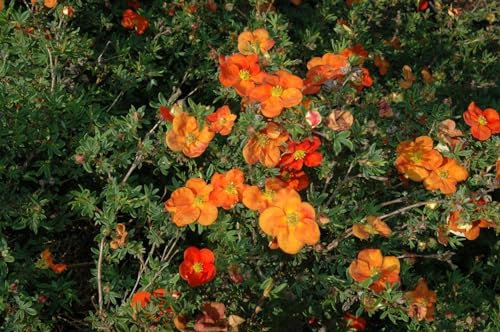 Potentilla 'Red Ace' ca. 9x9 cm Topf - Fingerstrauch, leuchtend rote Blüten, Blütezeit Juni-September, ideal für Rabatten, pflegeleicht und winterhart