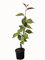 Seedeo Japanische Blüten- und Zierkirsche (Prunus serrulata `Kanzan`) höhe ca 50 cm