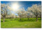 Paul Sinus Art Leinwandbilder | Bilder Leinwand 120x80cm Apfelbaumplantage im Frühling