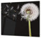Cubre vitros de cristal templado - Tabla para cortar de cristal – Tabla para amasar y protector de vitro – UNA PIEZA (60 x 52 cm) o DOS PIEZAS (30 x 52 cm); D06 Serie Flores: Diente de león 2