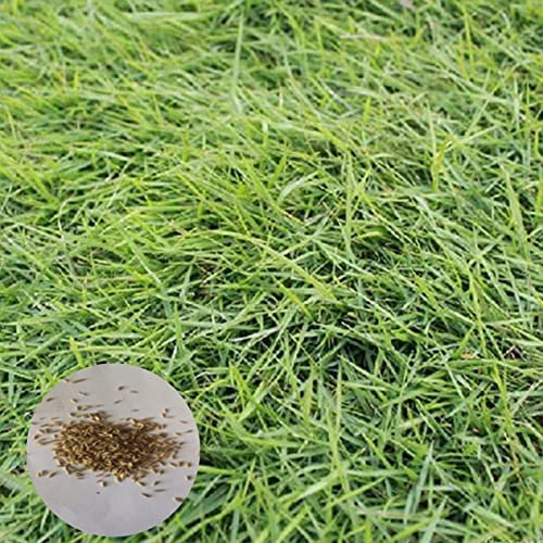 Saterkali Bermuda Grass Seeds, 100Pcs / Bag Bermuda Grass Seeds Evergreen Persistent Green Cynodon Dactylon Semillas para patio Semillas de Cynodon dactylon