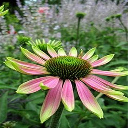 100 PCS Echinacea Sonnenhut Blumensamen für schönen Garten Rosa grün