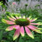 100 PCS Echinacea Sonnenhut Blumensamen für schönen Garten Rosa grün