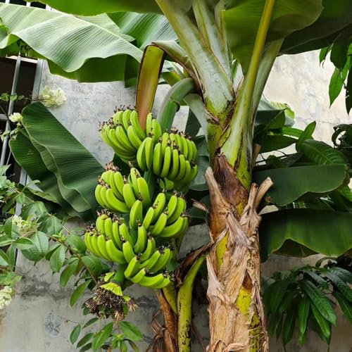 80 pcs bananenpflanze samen - obst frisch, steingartenpflanzen winterhart bananensamen bananenbaum winterhart, winterfeste pflanzen für balkon, indoor garten baumsamen, bonsai baum