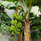 80 pcs bananenpflanze samen - obst frisch, steingartenpflanzen winterhart bananensamen bananenbaum winterhart, winterfeste pflanzen für balkon, indoor garten baumsamen, bonsai baum