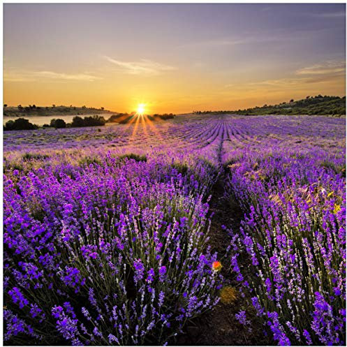 Wallario Glasbild Sonnenuntergang über dem Lavendel - 55 x 55 cm Wandbilder Glas in Premium-Qualität: Brillante Farben, freischwebende Optik