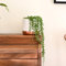 String of Pearls Succulent House Plant Senecio with a Trailing Habit and Unique Bead Like Foliage, 1 x Senecio Plant in a 9cm Pot + Decorative Pot White & Rose-Gold by Thompson and Morgan