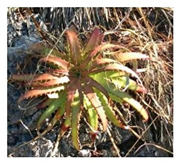 Pcs - 10x Hechtia Nuusaviorum Bromeliad Yellow Garden Plants - Seeds ID579 & Plants Shop by Ipsa