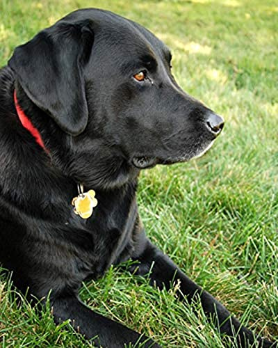 Broderie Diamant 5D Diamonds Painting Kit Complet Chien Labrador Noir Sur L'Herbe Diamant Peinture Kits Pour Adultes Strass, Diamant Arts Craft Pour La Décoration Murale À La Maison -40×50cm