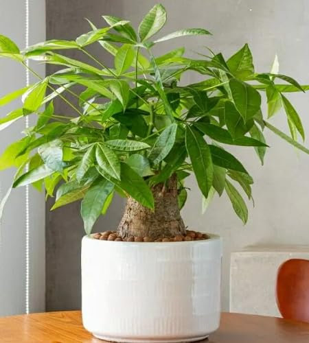 2 Stück Geldbaumsamen