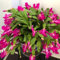 Semi di Schlumbergera del cactus di Natale, Vere piante in vaso, semi di copertura del terreno semi di fiori prato di, piante da giardino resistenti Piante da balcone, fiori 550pcs