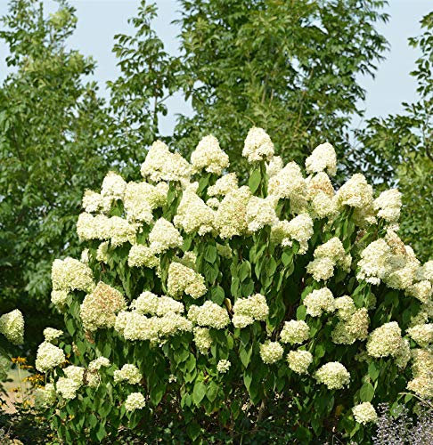 Hochstamm Rispenhortensie Skyfall 60-80cm - Hydrangea paniculata