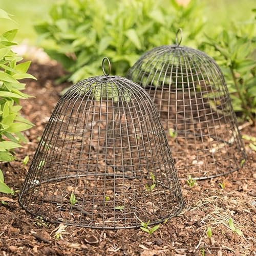 Crocus Collection 40cm Wire Mesh Cloche Plant Protector Cover Bronze Metal Garden Cloche Dome for Plants Animal Protection