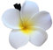 Petite pince à cheveux, pince à cheveux frangipanier, Pince à cheveux frangipanier tendance, Pinces à cheveux élégantes en forme de fleur de, accessoires de frangipanier pour femmes