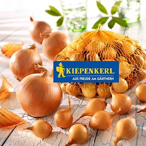 Kiepenkerl Blumenzwiebel Steckzwiebeln 'Stuttgarter Riesen' | kräftiges Aroma | 250 g Beutel