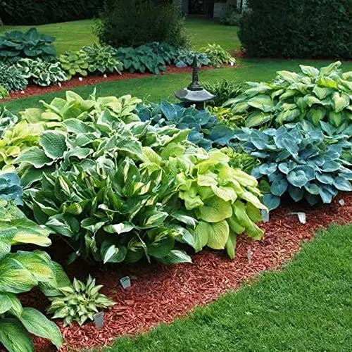 funkien kaufen samen - Hosta plantaginea - pflanztöpfe pflanzen topf pflanzen garten ingarden kräutersamen exotische pflanzen winterhart bodendecker samen 20 Stück