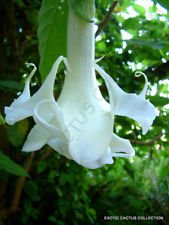 Rara Brugmansia Arborea Fiore Bianco Tromba Albero Semi Profumato 10 Semi di Angel