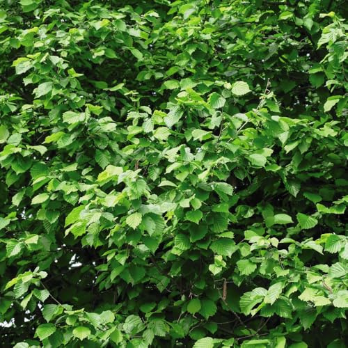Corylus avellana Hazel – Hardy Cobnut Tree – Attractive Screening Hedge with Catkins & Edible Nuts – Wildlife Friendly, Easy to Grow 3 Litre Pot x1 By Thompson & Morgan