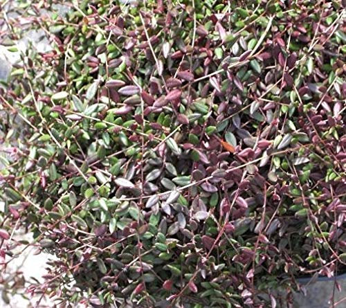 Vaccinium oxycoccus - Heimische Moosbeere