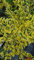 Ligustrum ibota MUSLI® 'Muster' / Troène à petites feuilles panachées/Conteneur de 7 à 10 litres