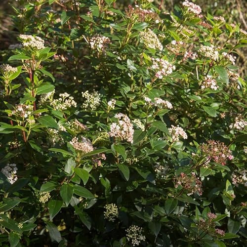 GreenboutiQ - Gartenpflanze - Viburnum tinus Eve Price - Stamm-Pflanze - Terrassenpflanze - Immergrün - Wenig Pflege - Topf 19cm Höhe 90cm