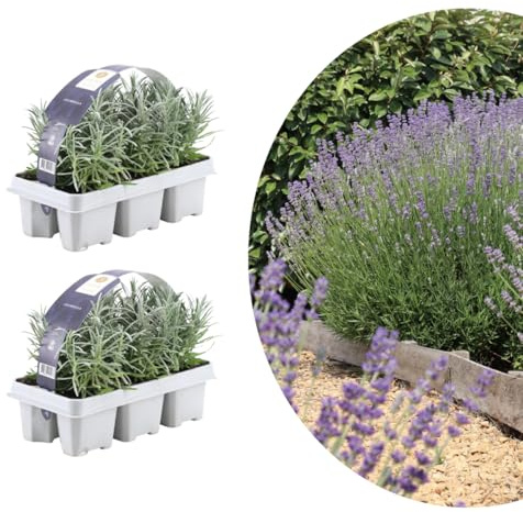 My Green Help – Set 12× Lavandula angustifolia (Lavanda vera) – Ø7 cm, H15 cm – Piantine sempreverdi aromatiche profumate ideali per bordure e vasi, fioritura primavera-estate.