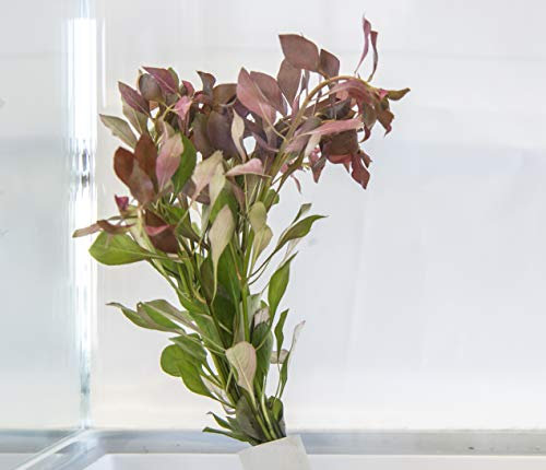 PondPlantsUK Mixed Tropical Live Aquarium Plants (25 Strand Ringed Ludwigia)