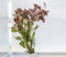 PondPlantsUK Mixed Tropical Live Aquarium Plants (25 Strand Ringed Ludwigia)