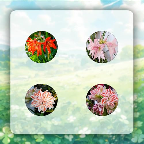 5 pcs amaryllis pflanze zwiebel - hochbeet balkon frühlingsblüher zwiebeln,Hippeastrum rutilum zwiebeln, pflanztopf pflanze geschenke für ältere menschen kräutergarten blumenzwiebeln