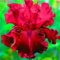 Iris bulbos,iris flores,iris japonica,iris reticulata,El rizoma es grueso,bulbos otoño iris,bulbos de flor iris,Hermosa hierba perenne,flor de jardín esencial,resistente al frío.-4bulbos-E