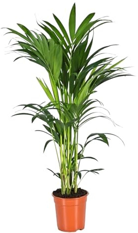 Trendyplants - Kentia palme - Howea Forsteriana - Zimmerpflanze - Höhe 150-170 cm - Topfgröße Ø21cm