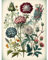 Artery8 Ernst Haeckel Style Vintage Botanical Plant Study Modern Watercolour Painting Illustration Extra Large XL Wall Art Poster Print