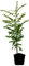Seedeo® Japanische Schnurbaum (Sophora japonica) ca. 50 cm hoch
