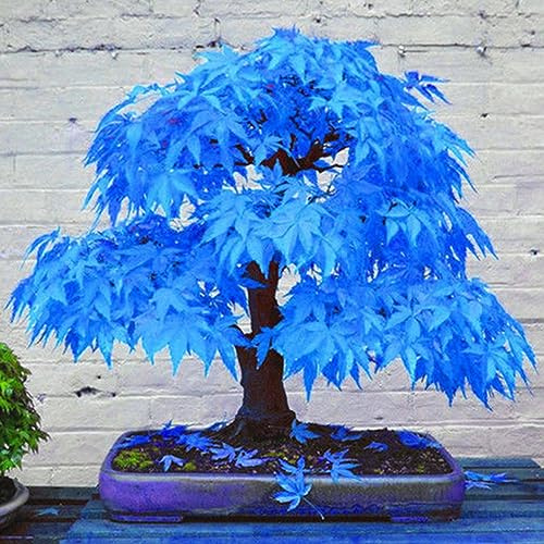 20 Stück schöne seltene blaue Ahornsamen Bonsai-Pflanzen Gartenhaus Baumdekoration für Gartenbepflanzung