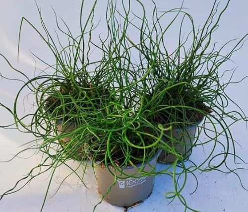 x3 Juncus Effusus Spiralis Plants in 10.5cm/9cm pots (Grass Corkscrew)