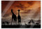 Pixxprint Glasbild, Wandbild aus Echtglas, Afrika Giraffen im Sonnenuntergang, 60x40 cm, inkl. Aufhängung und Abstandshalter