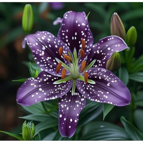 Gefüllte Blüten, Lilium Rhizome, MehrjäHrig Blühend Lilien, Winterhart Lilium, Lilien Rhizome, Beste Sorte, Überraschend wachsend, 6zwiebeln-C
