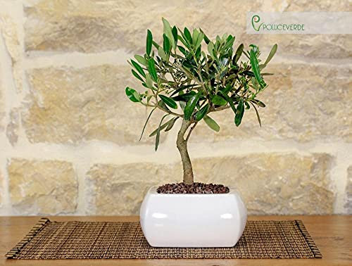 Bonsai di Olivo in vaso quadro bianco