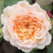 Rose Bush - Traditional Apricot Old English Scented Rose Bush in a 5 Litre Pot Ready to Plant