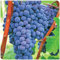 Weintrauben Pflanzen, Weintrauben Kernlos Pflanze, Vitis viniferaresistente Züchtungen.Kernlose Tafel-Trauben-Kollektion.Winterhart.Weintraube, Weinrebe. Weinreben Sortiment kernlos. -4zwiebeln-E