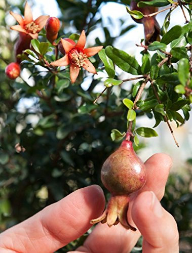Zwerg Granatapfel - 20 Samen